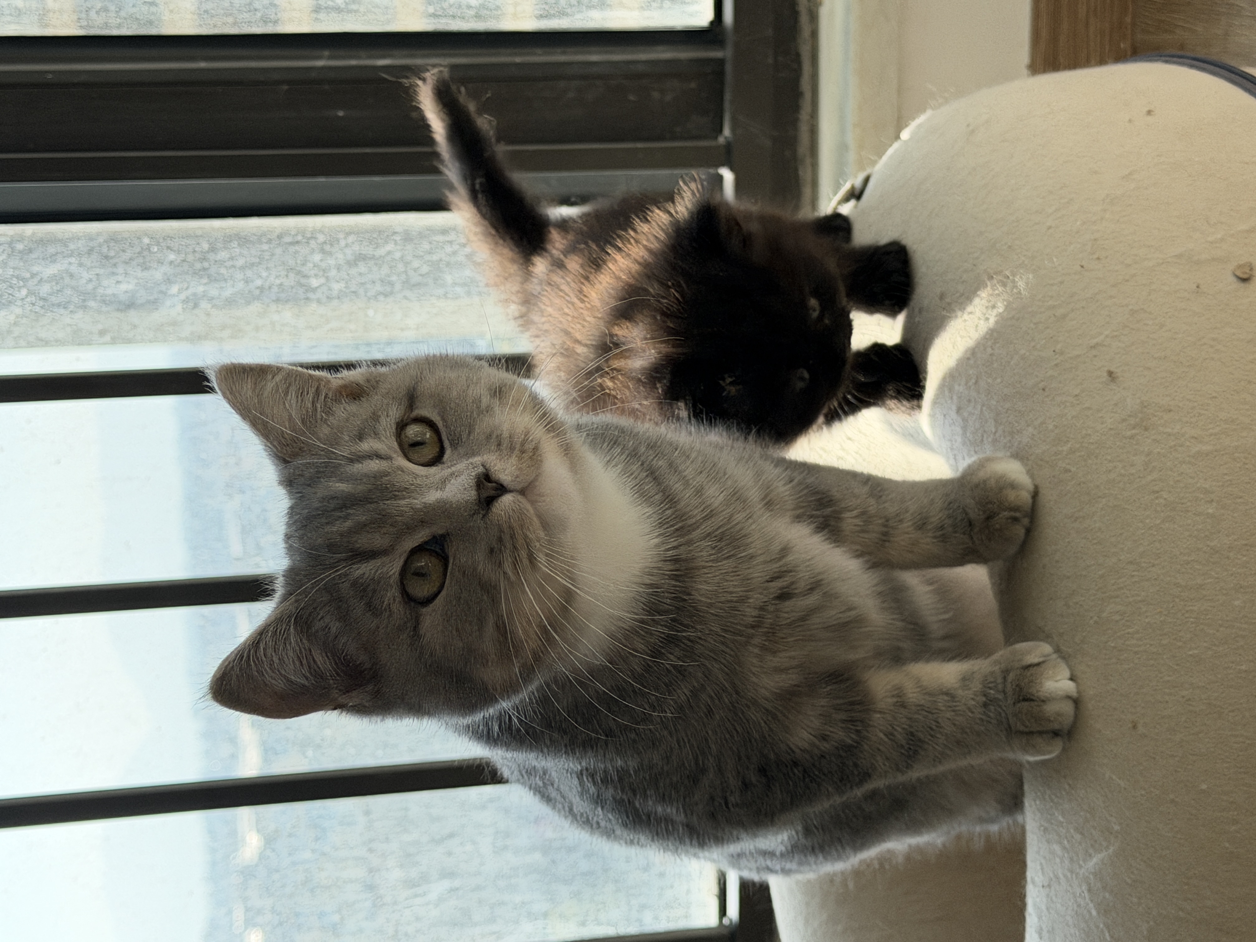 蓝金弟弟 4个多月月 已经有点发腮了 脸很肥 疫苗三针打完 活泼健康